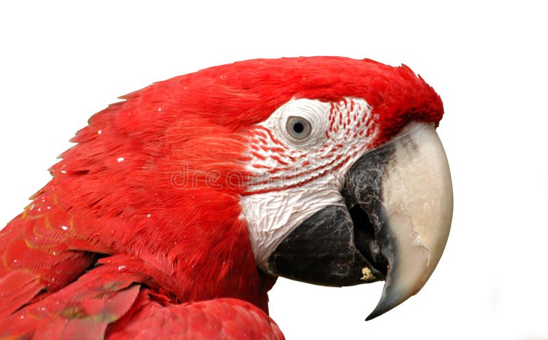 Le blanc de macaw d'isolement par vert s'est envolé image libre de droits