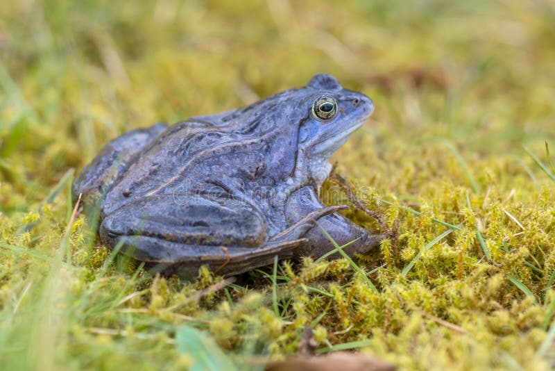 Le bleu amarrent la grenouille avec le dos distictive de doublure dessus photo libre de droits Le bleu amarrent la grenouille avec le dos distictive de doublure dessus photo libre de droits