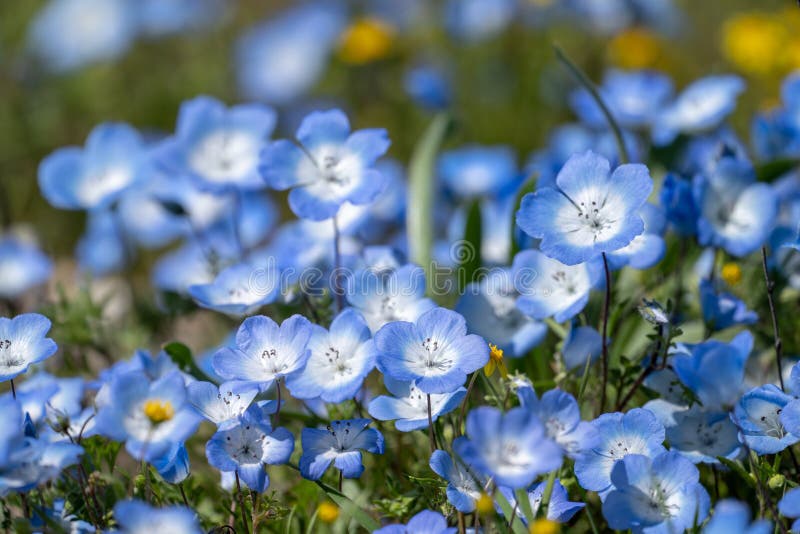 Le bleu layette observe des wildflowers en Californie pendant la fleur superbe Copiez l'espace disponible images stock Le bleu layette observe des wildflowers en Californie pendant la fleur superbe Copiez l'espace disponible images stock