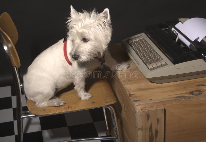 White West Highland Terrier sitting on a chair in front of a typewriter on a wooden crate. White West Highland Terrier sitting on a chair in front of a typewriter on a wooden crate.