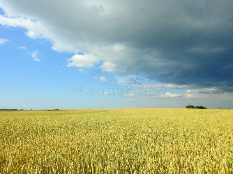 Le blé plante le champ et le beau ciel nuageux, Lithuanie photo stock Le blé plante le champ et le beau ciel nuageux, Lithuanie photo stock