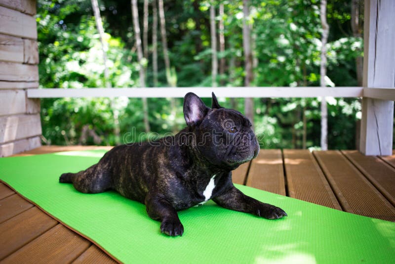 le bouledogue français bringé se trouvant sur le tapis de yoga sur la terrasse en été, chiens pose images stock le bouledogue français bringé se trouvant sur le tapis de yoga sur la terrasse en été, chiens pose images stock