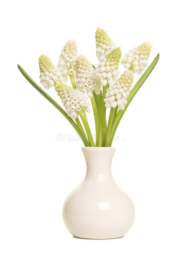 Le bouquet des jacinthes de raisin blanc fleurit dans un isolat blanc de vase photos stock Le bouquet des jacinthes de raisin blanc fleurit dans un isolat blanc de vase photos stock