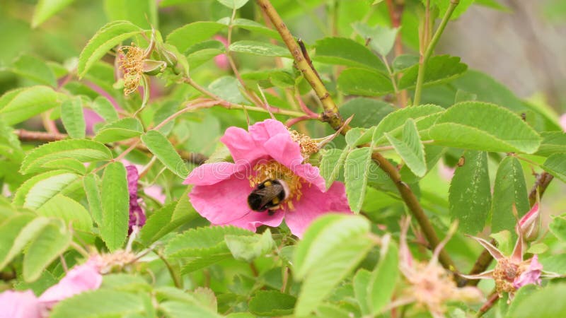 Le bourdon rassemble le nectar des fleurs roses de sauvage s'est levé Vidéo de la longueur 4K clips vidéos