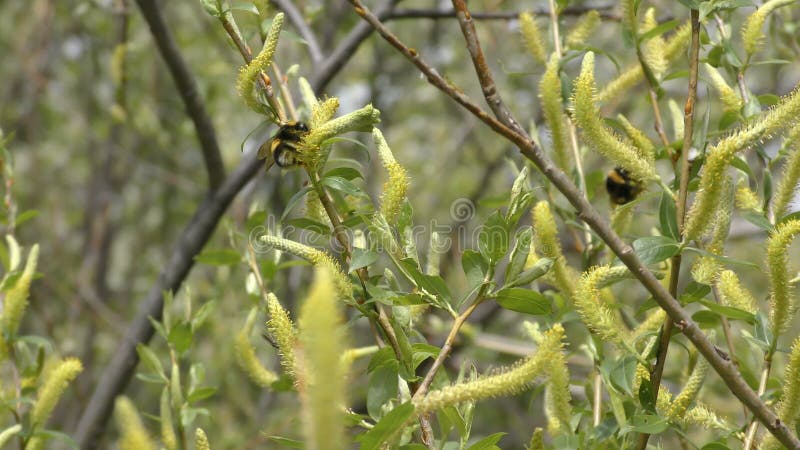 Le bourdon rassemble le nectar du saule de floraison clips vidéos