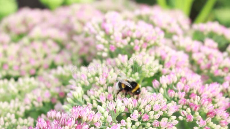 Le bourdon rassemble le nectar sur des fleurs banque de vidéos