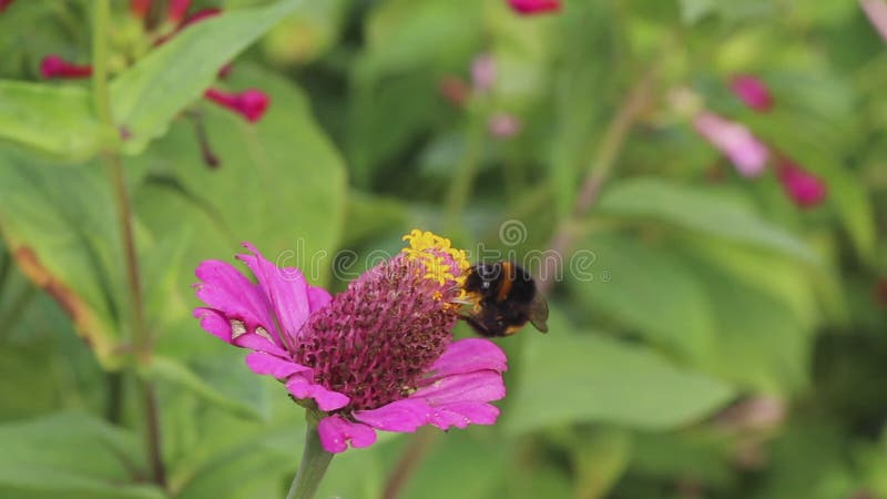 Le bourdon sur la fleur rassemble le nectar et vole loin banque de vidéos