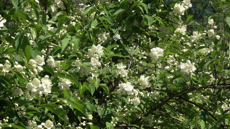 Le bourdon vole au-dessus des fleurs de jasmin et rassemble le nectar clips vidéos