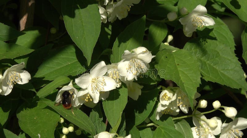 Le bourdon vole au-dessus des fleurs de jasmin et rassemble le nectar clips vidéos