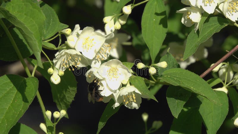 Le bourdon vole au-dessus des fleurs de jasmin et rassemble le nectar banque de vidéos