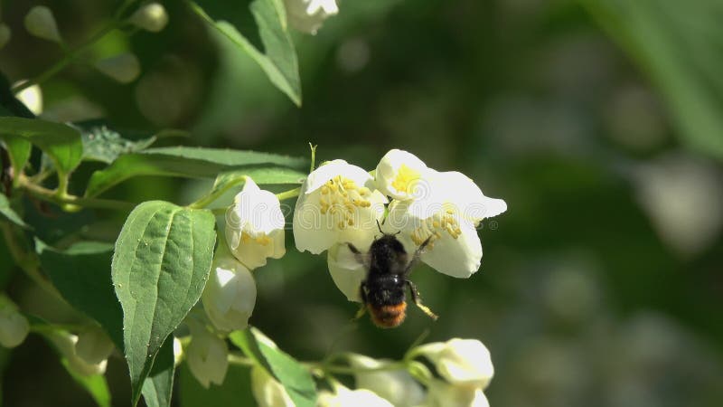 Le bourdon vole au-dessus des fleurs de jasmin et rassemble le nectar banque de vidéos