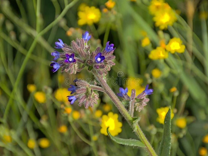 Le bugloss commun des fleurit violet lumineux d'officinalis anchusa