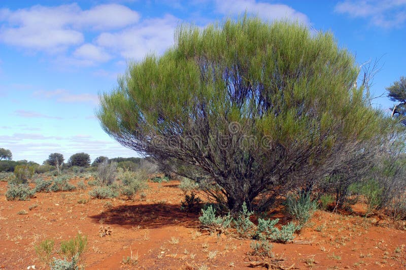 Le buisson australien