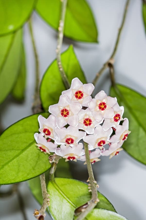 Le buisson de bordage avec une fleur (carnosa de Hoya de latin) image stock Le buisson de bordage avec une fleur (carnosa de Hoya de latin) image stock