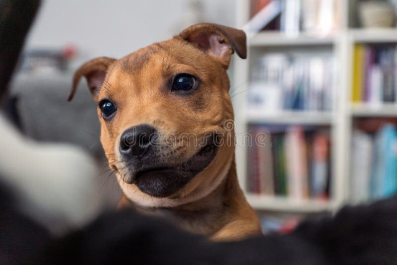 Le bullterrier du Staffordshire à la drôle d'expression se détendent à l'intérieur de la panique et sourient en regardant un autr images libres de droits Le bullterrier du Staffordshire à la drôle d'expression se détendent à l'intérieur de la panique et sourient en regardant un autr images libres de droits