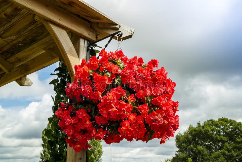 Le bégonia rouge lumineux fleurit dans un panier accrochant
