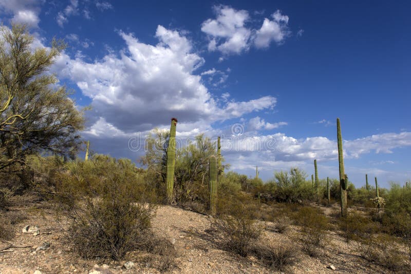 Le cactus énorme - gigantea géant de Carnegiea de Carnegie Pépin d'organe images libres de droits Le cactus énorme - gigantea géant de Carnegiea de Carnegie Pépin d'organe images libres de droits