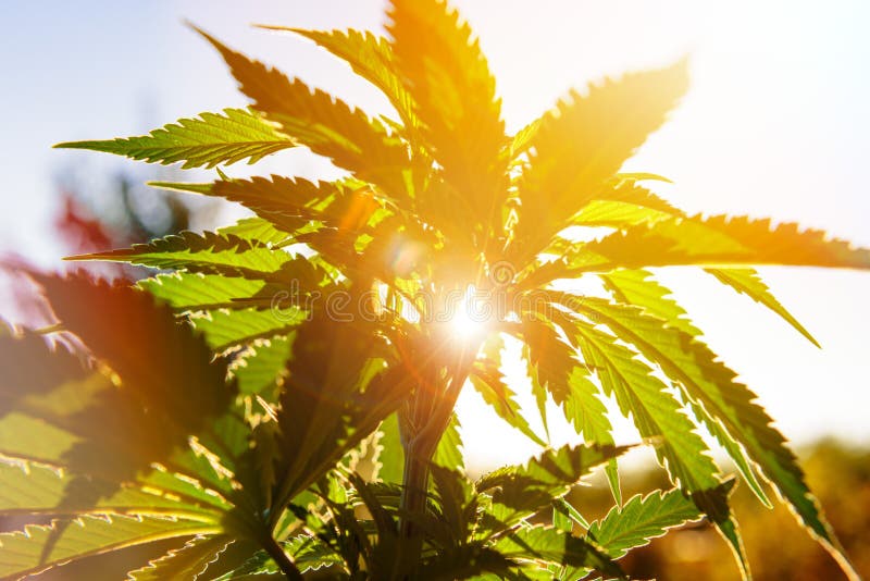 Le cannabis piantano alla luce dorata dell'estate, fondo della marijuana fotografie stock libere da diritti Le cannabis piantano alla luce dorata dell'estate, fondo della marijuana fotografie stock libere da diritti