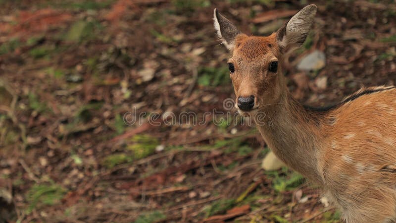 Le Cerf dans les bois banque de vidéos