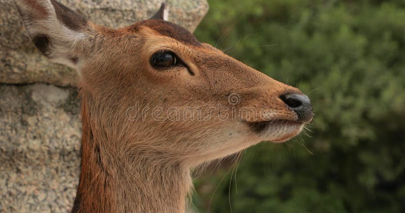 Le cerf dans un parc japonais banque de vidéos