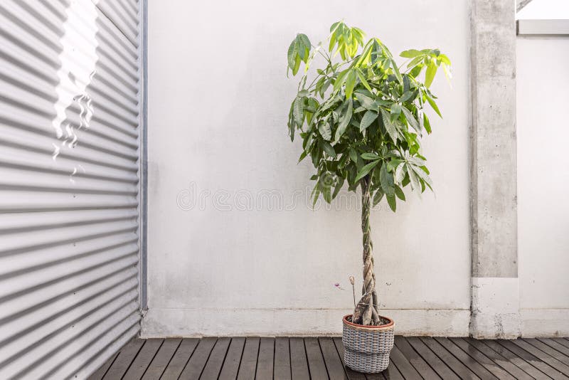 Pots De Plantes D'intérieur Et Arrosoirs Sur Fond De Style Bokeh