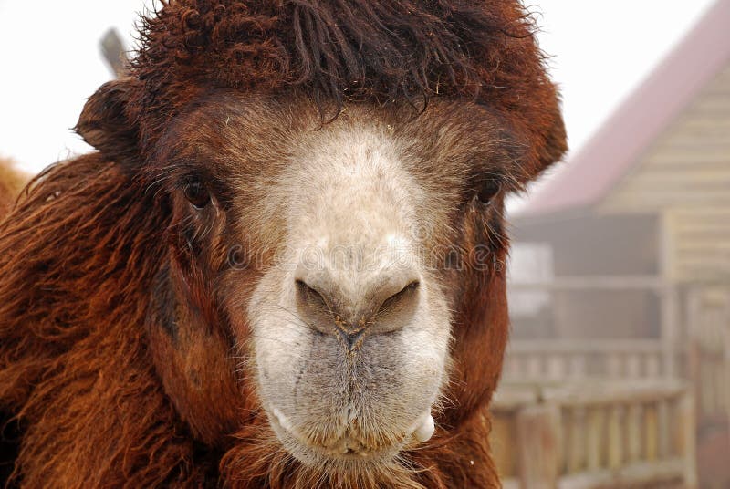 Le chameau Bactrian, bactrianus de Camelus, portrait, animaux dans le zoo Jour brumeux photo libre de droits Le chameau Bactrian, bactrianus de Camelus, portrait, animaux dans le zoo Jour brumeux photo libre de droits