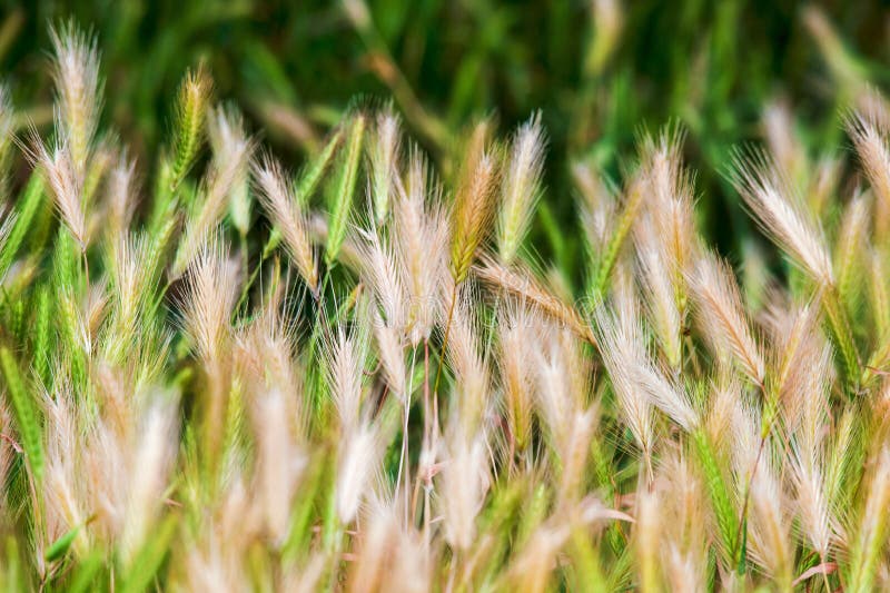 Le champ d'herbe de blé de nature d'été aménage rural en parc photo stock Le champ d'herbe de blé de nature d'été aménage rural en parc photo stock