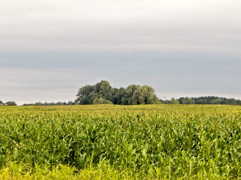 The field planted with corn gave rise to shoots, which unanimously rushed to the sky. A crop popular in Ukraine has not yet ripened, its leaves are green and the cobs are not ripe. The field planted with corn gave rise to shoots, which unanimously rushed to the sky. A crop popular in Ukraine has not yet ripened, its leaves are green and the cobs are not ripe.