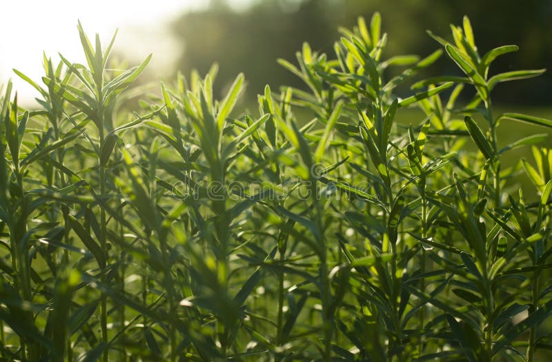 Le champ sauvage de l'herbe sur le coucher du soleil, le soleil mou rayonne, tonalité chaude image libre de droits Le champ sauvage de l'herbe sur le coucher du soleil, le soleil mou rayonne, tonalité chaude image libre de droits