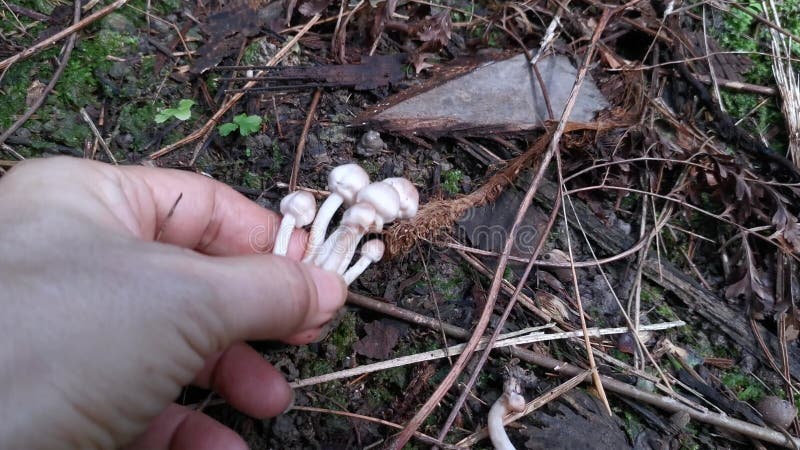 Les Champignons De La Calotte En Forme D'entonnoir Blanc Clips Vidéos -  Vidéo du forêt, légumes: 214464693