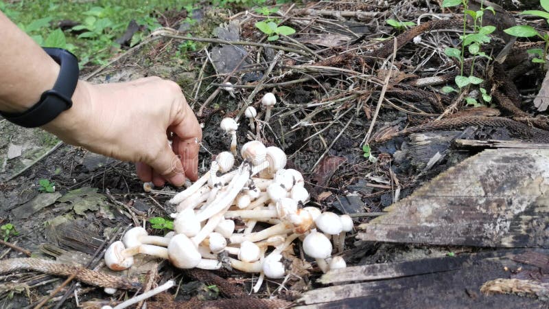 Les Champignons De La Calotte En Forme D'entonnoir Blanc Clips Vidéos -  Vidéo du forêt, légumes: 214464693