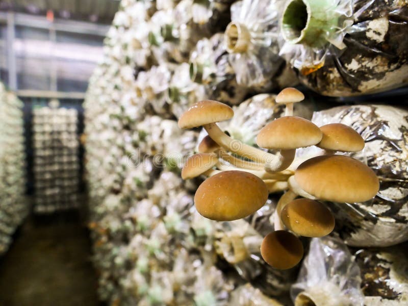 Le champignon cultivant en Thaïlande image stock Le champignon cultivant en Thaïlande image stock