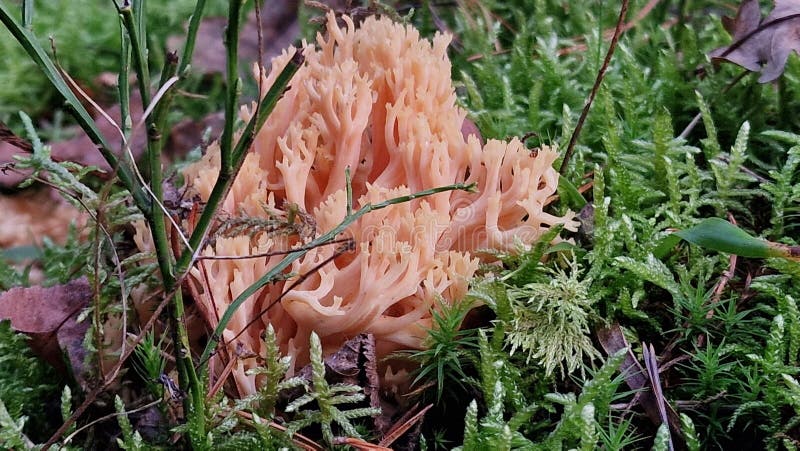 Le champignon rouge amanita aussi appelé amanita muscaria photo libre de droits