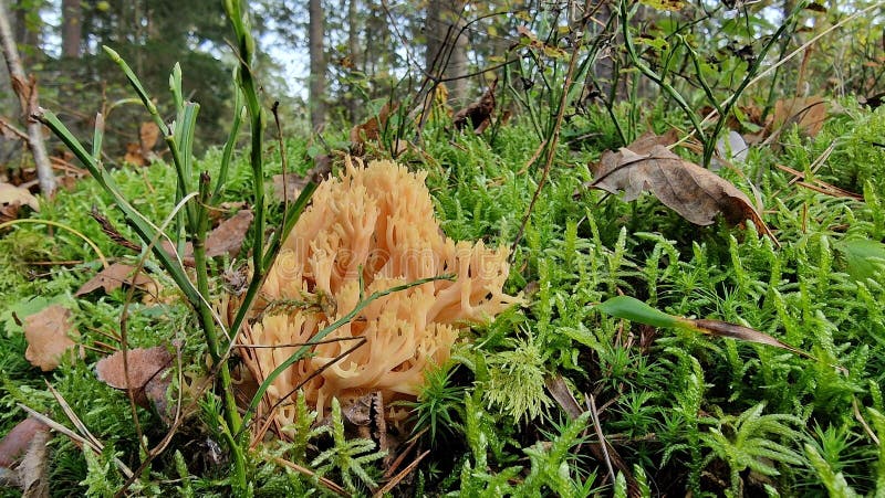 Le champignon rouge amanita aussi appelé amanita muscaria photos libres de droits