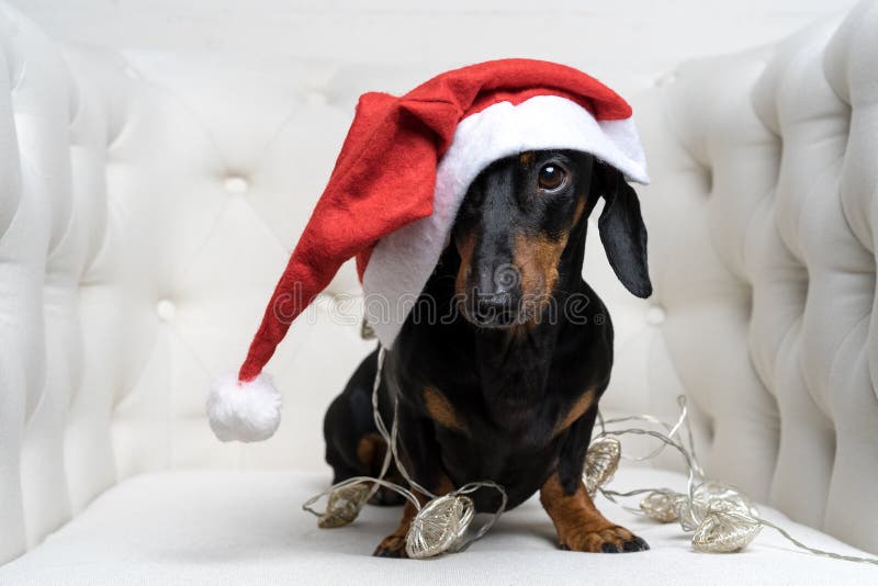 Le chapeau de teckel de chiot de chien, noir et bronzage, de port adorable de Santa et envelopp? dans une guirlande de nouvelle a photo libre de droits Le chapeau de teckel de chiot de chien, noir et bronzage, de port adorable de Santa et envelopp? dans une guirlande de nouvelle a photo libre de droits