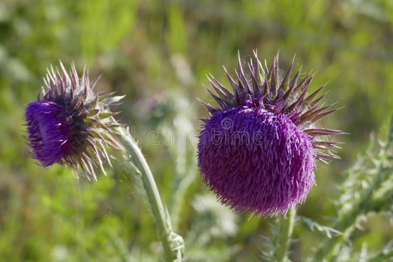 Le Chardon De Marien, La Couronne Du Christ, Fleur Mauve Sur Un Pré Image  stock - Image du noblement, chardon: 150664741