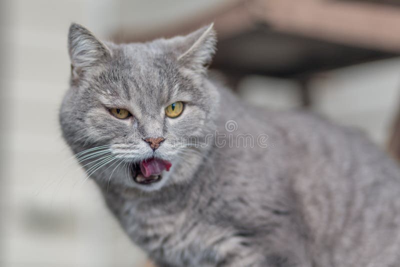 Le chat adulte de b?tard velu gris a ouvert sa bouche et l?che images stock Le chat adulte de b?tard velu gris a ouvert sa bouche et l?che images stock