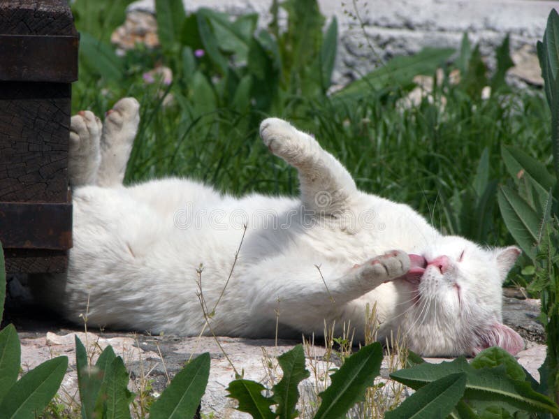 Le chat blanc lèche sa main sur l'herbe verte photo stock Le chat blanc lèche sa main sur l'herbe verte photo stock