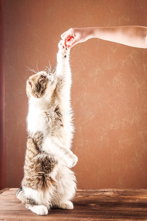 Le chat britannique de shorthair se tient sur ses jambes de derrière Chat domestique alimenté avec des mains images libres de droits Le chat britannique de shorthair se tient sur ses jambes de derrière Chat domestique alimenté avec des mains images libres de droits