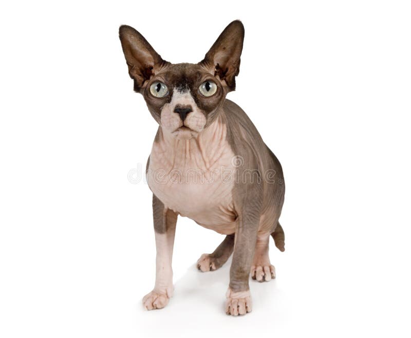 Position De Chat De Sphinx Photo Stock Image Du Exotique 5034