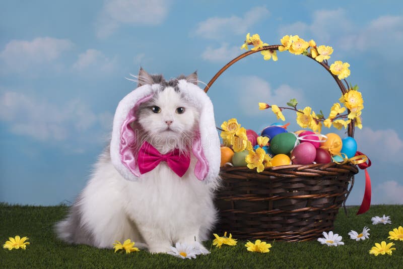 Le Chat Dans Le Lapin De Costume Célèbre Pâques Image stock - Image du  chasse, branchement: 67194505