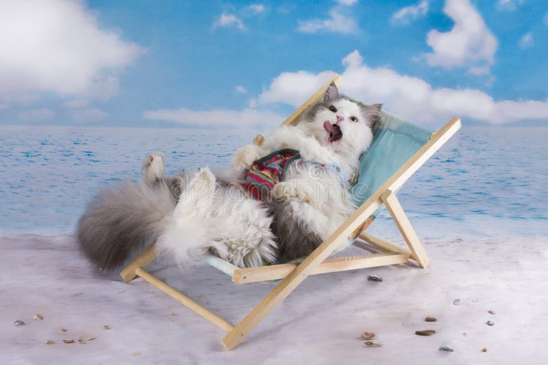 Le Chat Dans Un Maillot De Bain Les Prennent Un Bain De Soleil Sur La Plage Image Stock Image Du Mammifere Chasseur Le Chat Dans Un Maillot De Bain Les Prennent Un Bain De Soleil Sur La Plage Image Stock Image Du Mammifere Chasseur