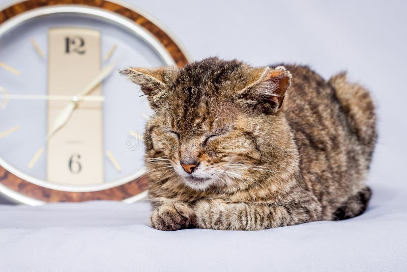 Le chat dort près de l'horloge L'horloge montre le temps où vous voulez réveiller Un chat lent dort longtemps et ne veut pas se réveiller