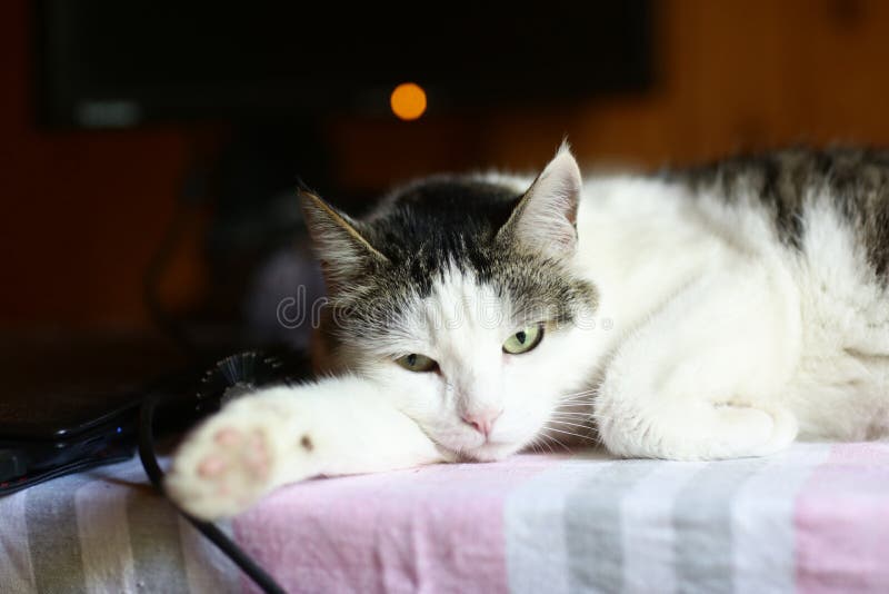 Le Chat Drole Gisait Sur Le Lieu De Travail De Table Avec L Ecran D Ordinateur Sur Le Fond Image Stock Image Du Bati Configuration