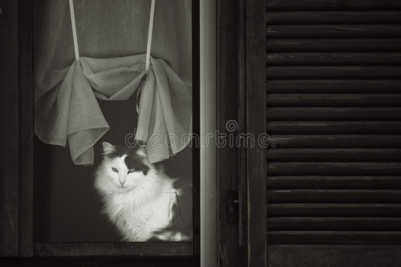 Le chat détendent dedans photos stock Le chat détendent dedans photos stock