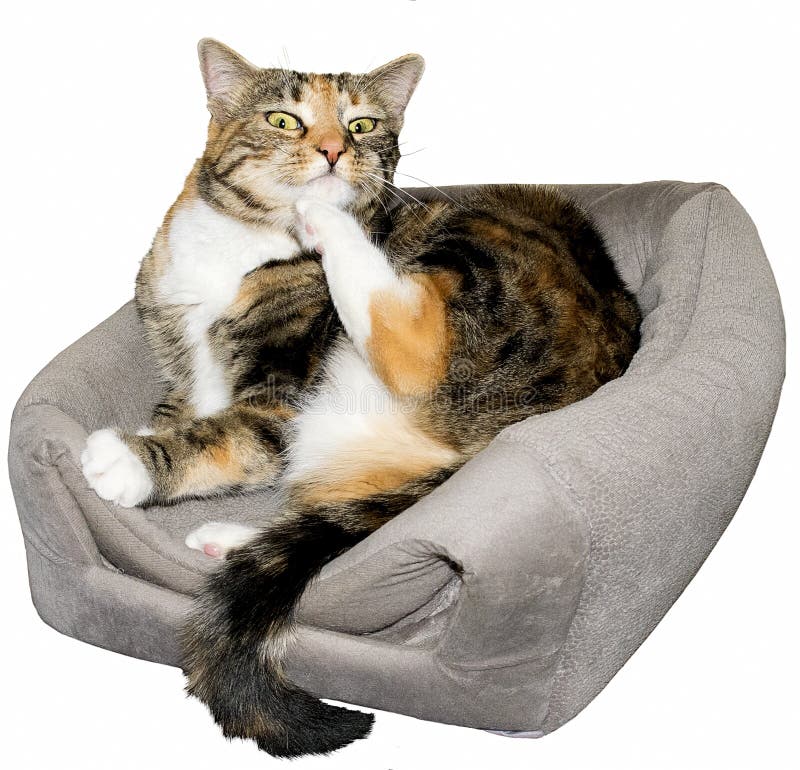Le chat est étonné tout en se toilettant photo libre de droits Le chat est étonné tout en se toilettant photo libre de droits