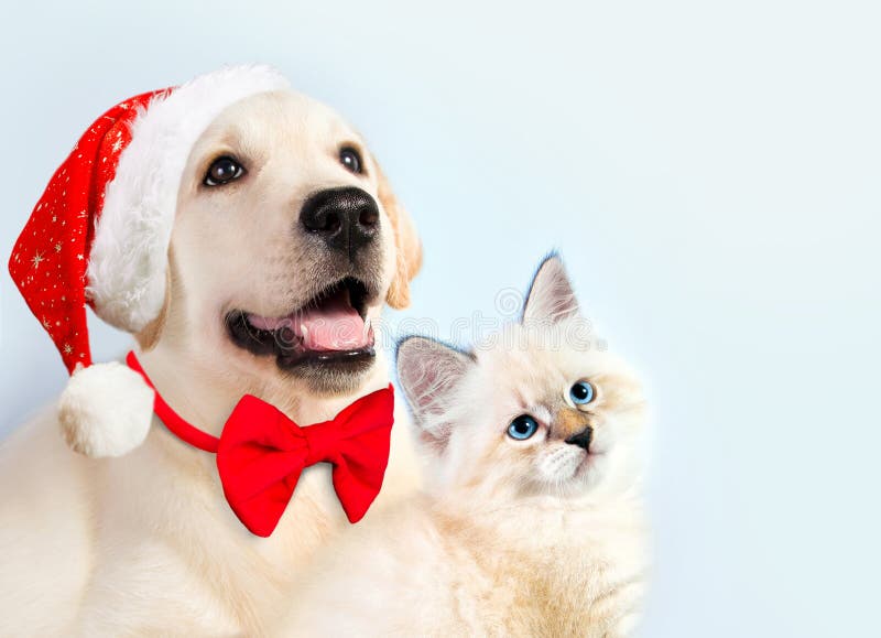Le chat et le chien ensemble, chaton de mascarade de neva, golden retriever regarde la droite Chiot avec le chapeau et l'arc de N photo libre de droits Le chat et le chien ensemble, chaton de mascarade de neva, golden retriever regarde la droite Chiot avec le chapeau et l'arc de N photo libre de droits