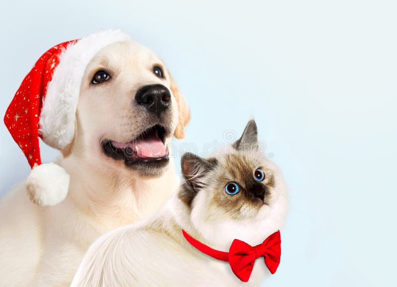 Cat and dog together, neva masquerade kitten, golden retriever looks at right. Puppy with christmas hat and bow. New year mood. Cat and dog together, neva masquerade kitten, golden retriever looks at right. Puppy with christmas hat and bow. New year mood.