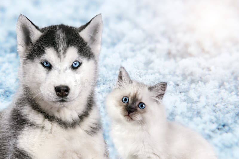 Cat and dog together on bright light snow background, neva masquerade, siberian husky looks straight. Christmas mood. Cat and dog together on bright light snow background, neva masquerade, siberian husky looks straight. Christmas mood.