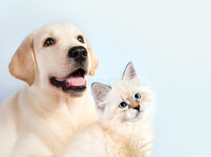 Cat and dog together, neva masquerade kitten, golden retriever looks at right. Cat and dog together, neva masquerade kitten, golden retriever looks at right.